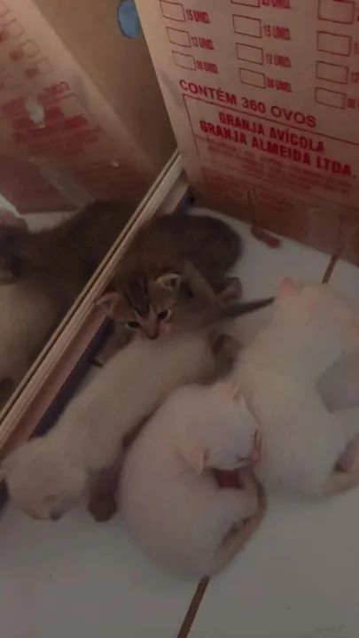 Gatinhos fofinhos para adoção - Foto 3
