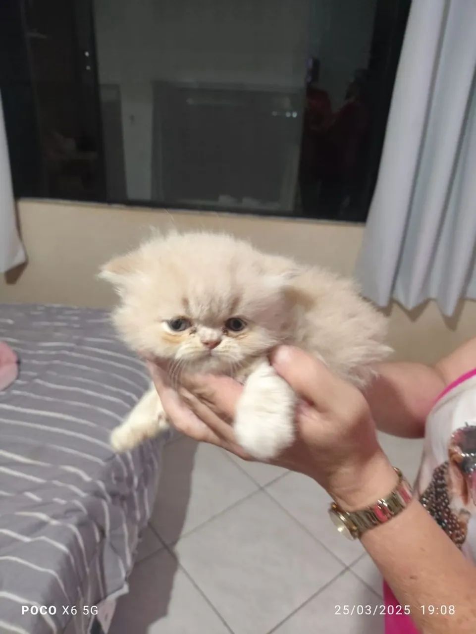 Gato Persa puros filhotes