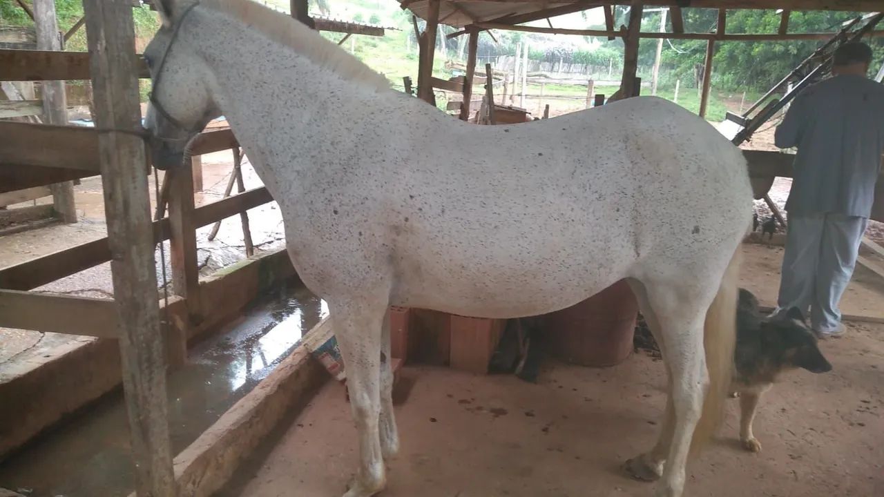 Égua Mangalarga Marchador "PICADA"  forte, dócil, qq um monta. Para cavaleiro exigente. 