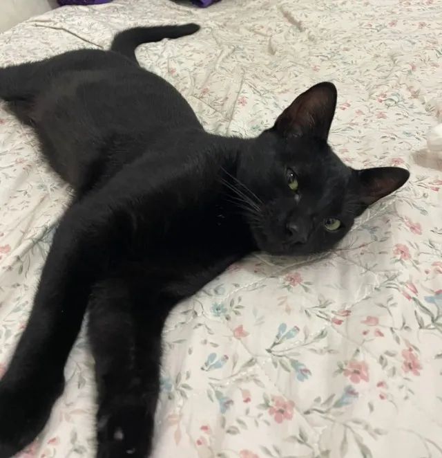 GATO DOAÇÃO - Foto 3