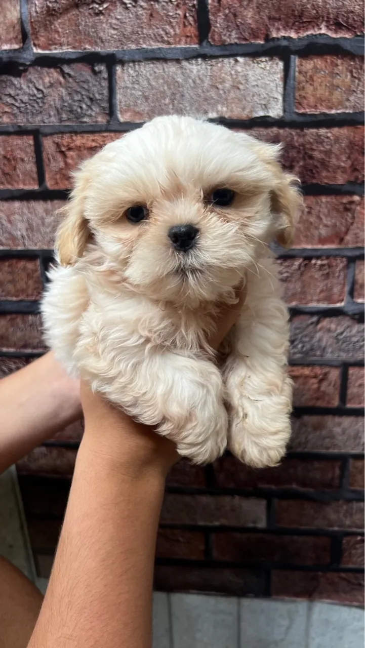 Filhote de Shih Tzu - Fofura e Companhia!