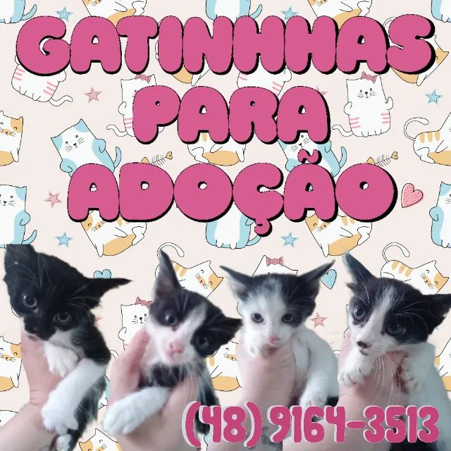 Gatinhas para adoção