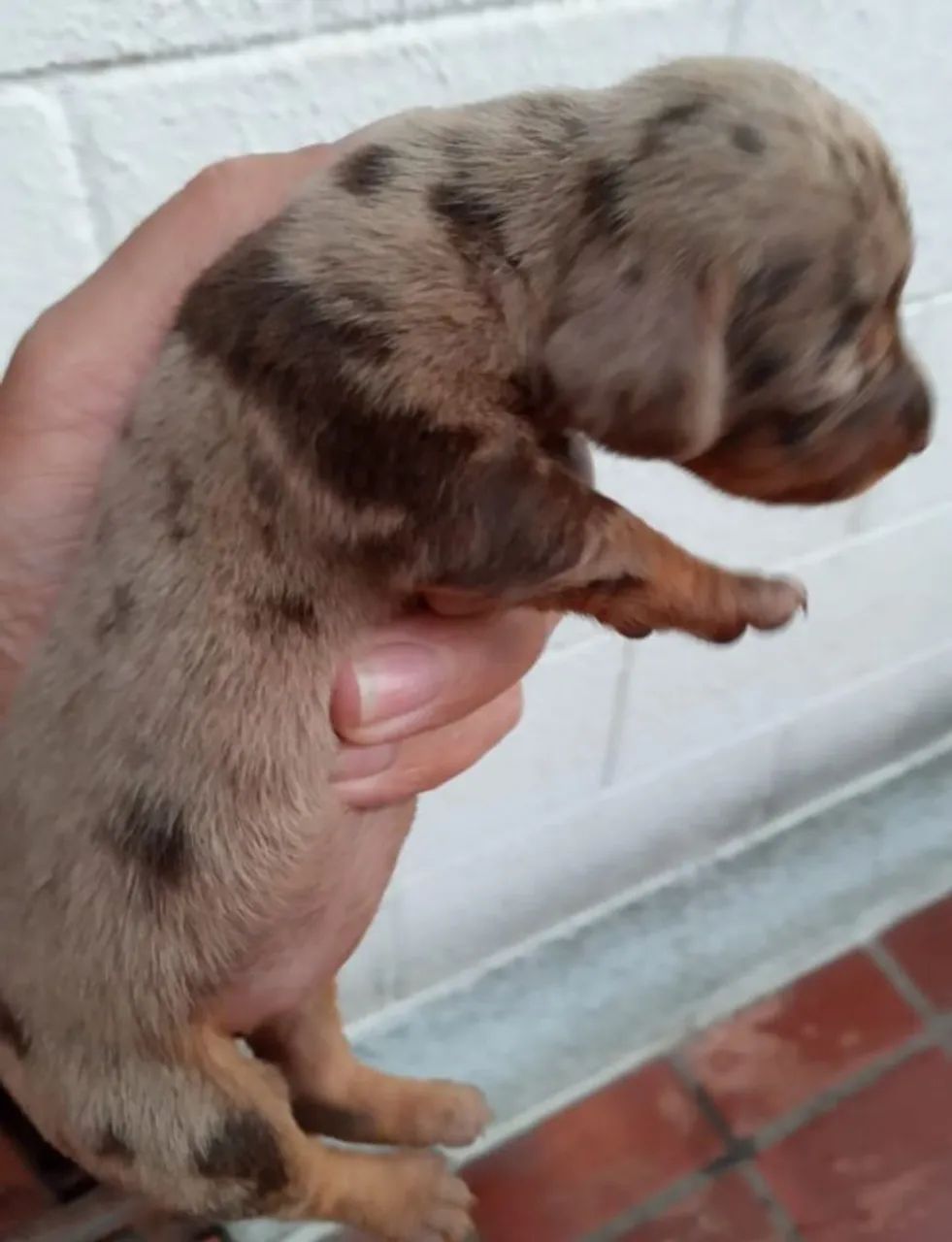 Teckel mini em Campinas  - Foto 2