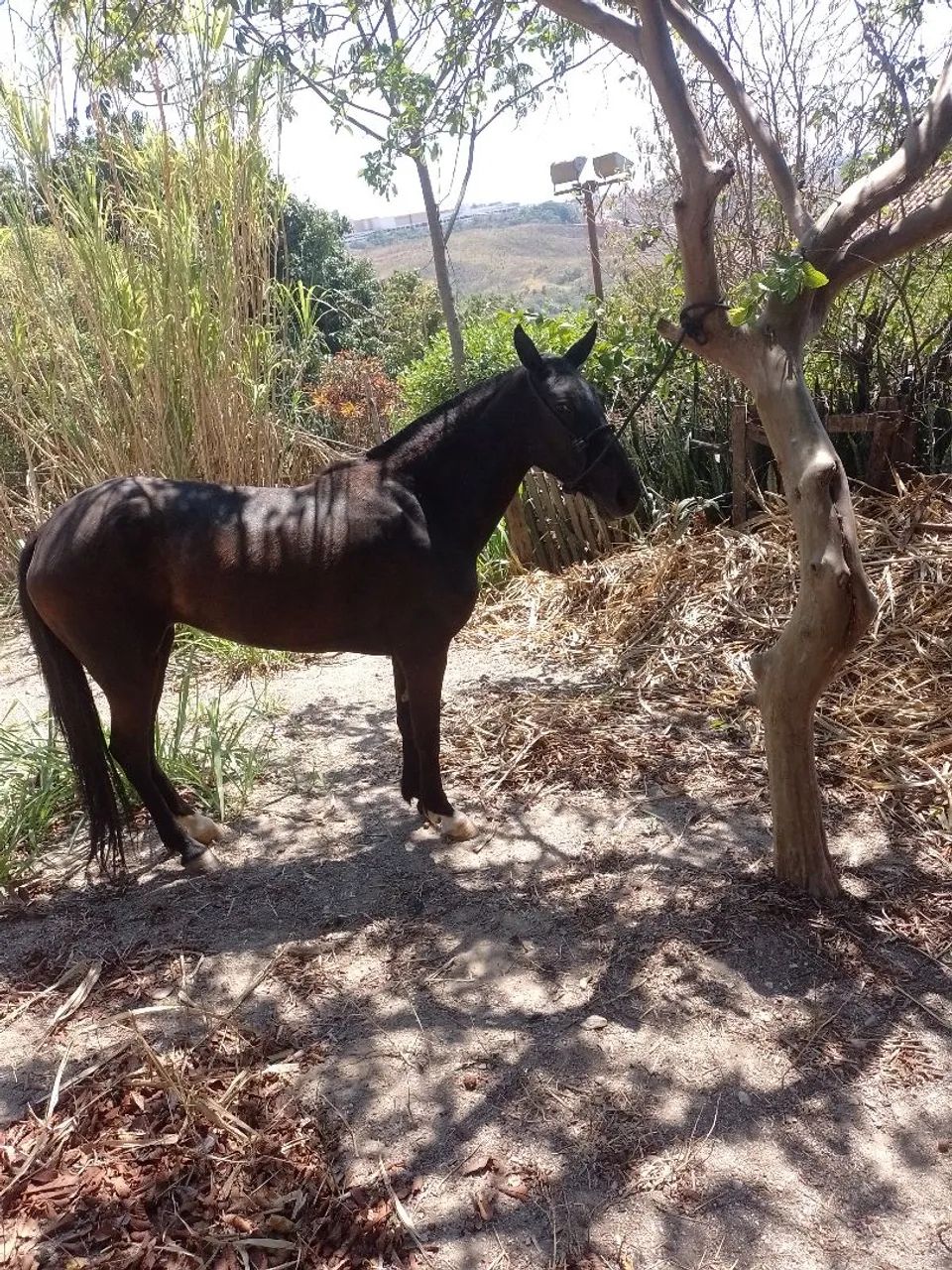 Égua comum sem papel  - Foto 6