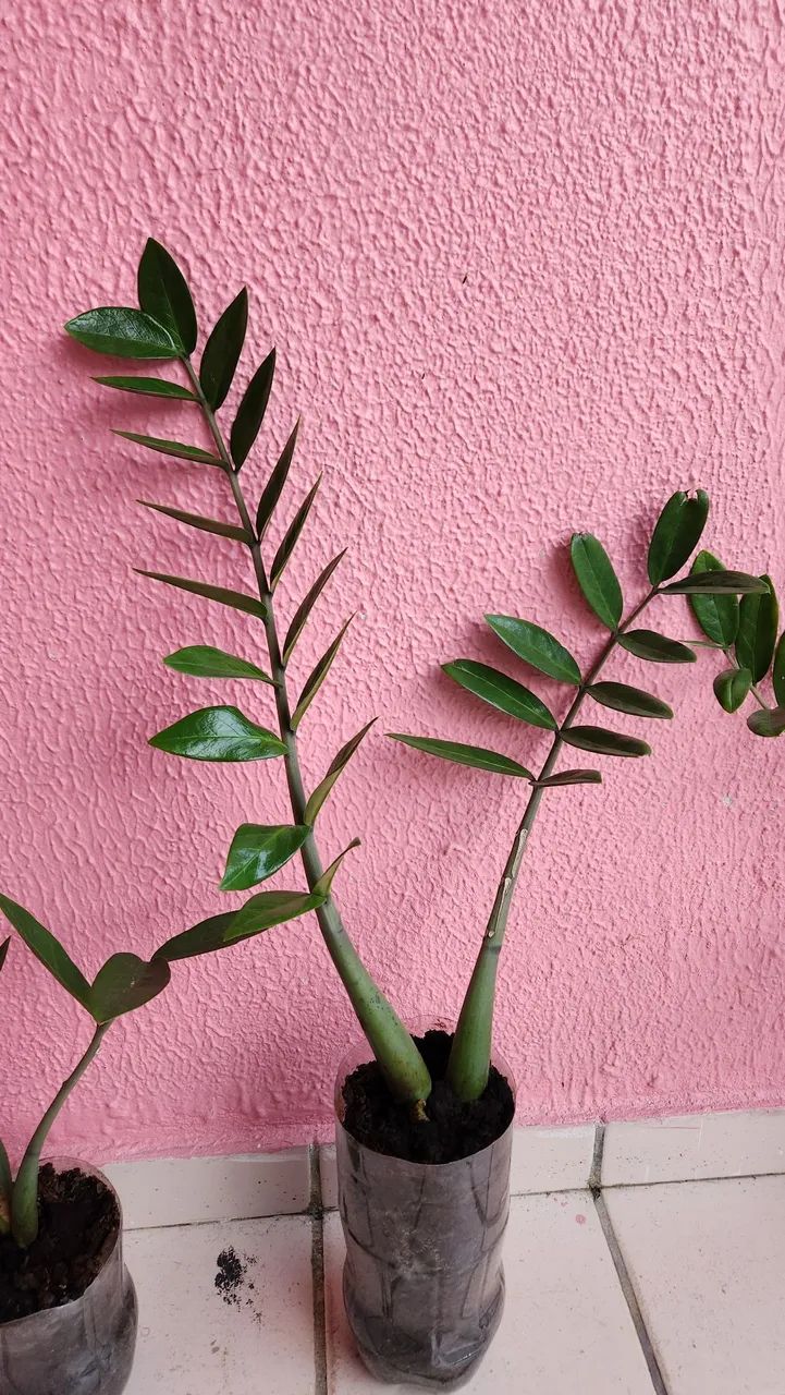 Zamioculca - Planta resistente e elegante para sua casa ou local de trabalho.  - Foto 2