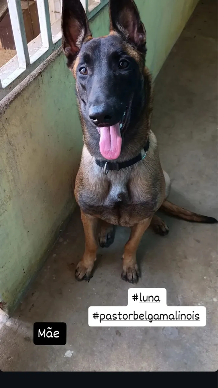 Fêmeas de pastor belga malinois