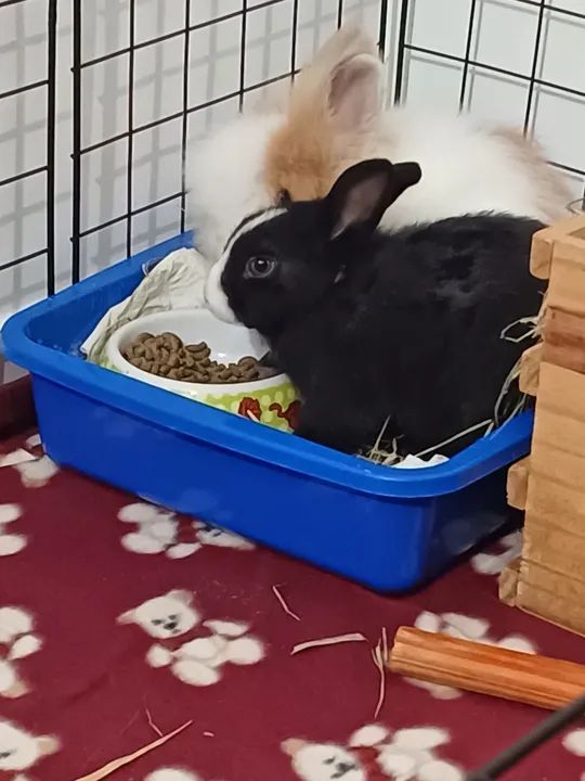 Coelho Netherland - Foto 3