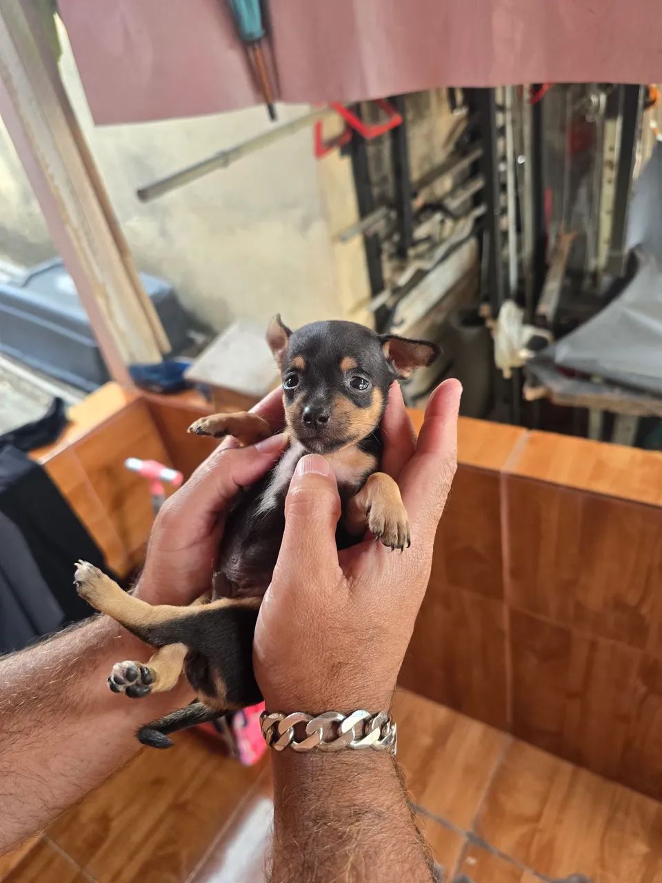 Pinscher macho número 1 - Foto 3