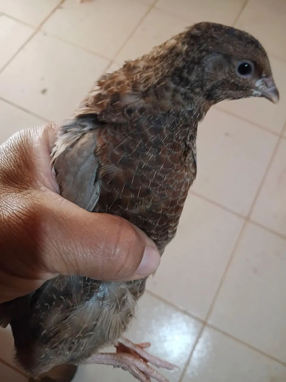 Vendo lindas codornas gigantes 15 reais a unidade , já em postura , são novas. - Foto 2