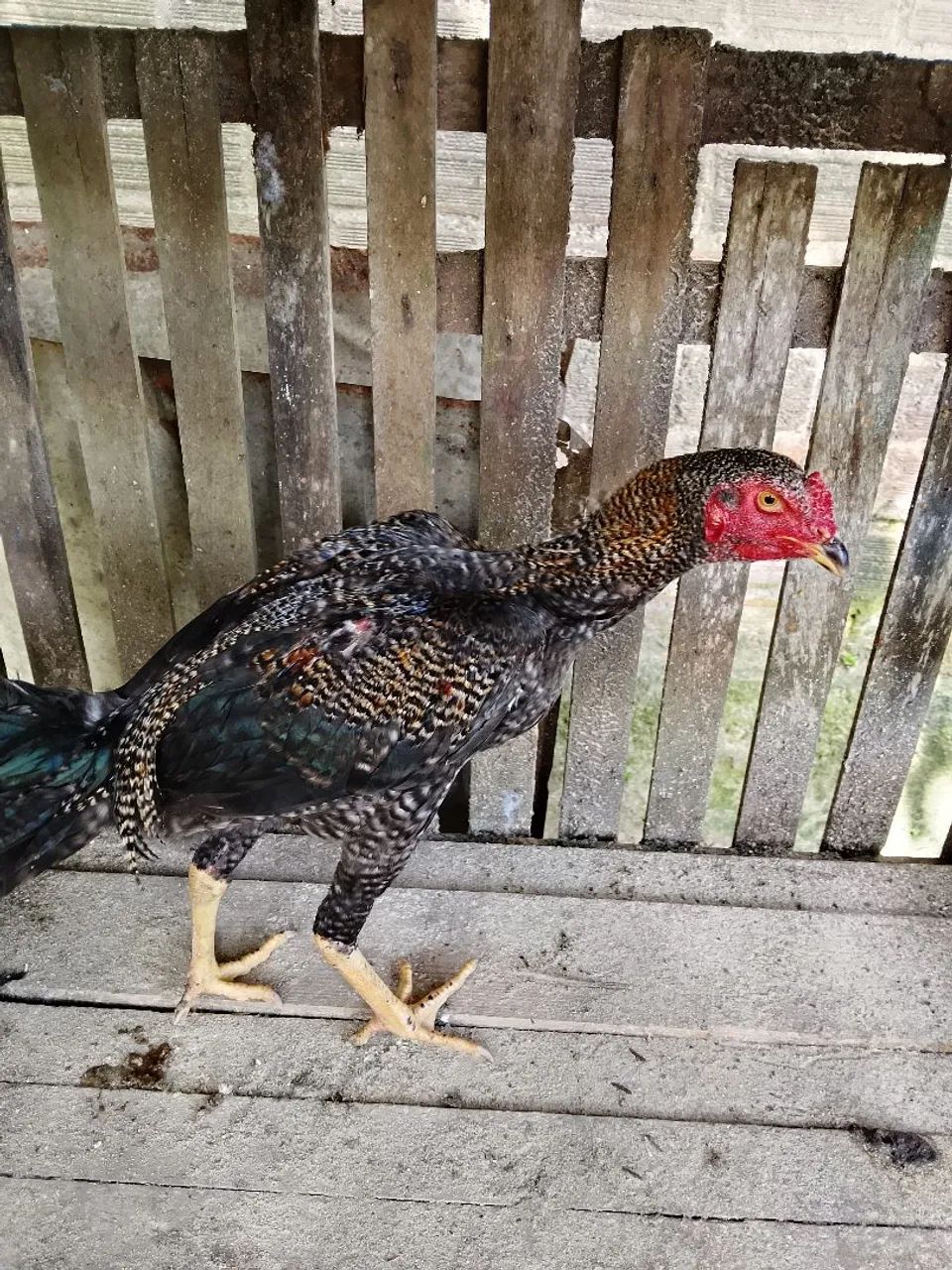 Frango Pedrez 4 - Foto 5