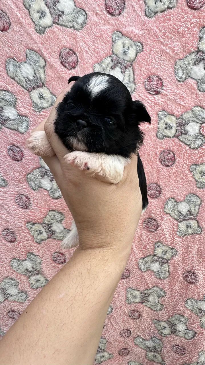 Shihtzu