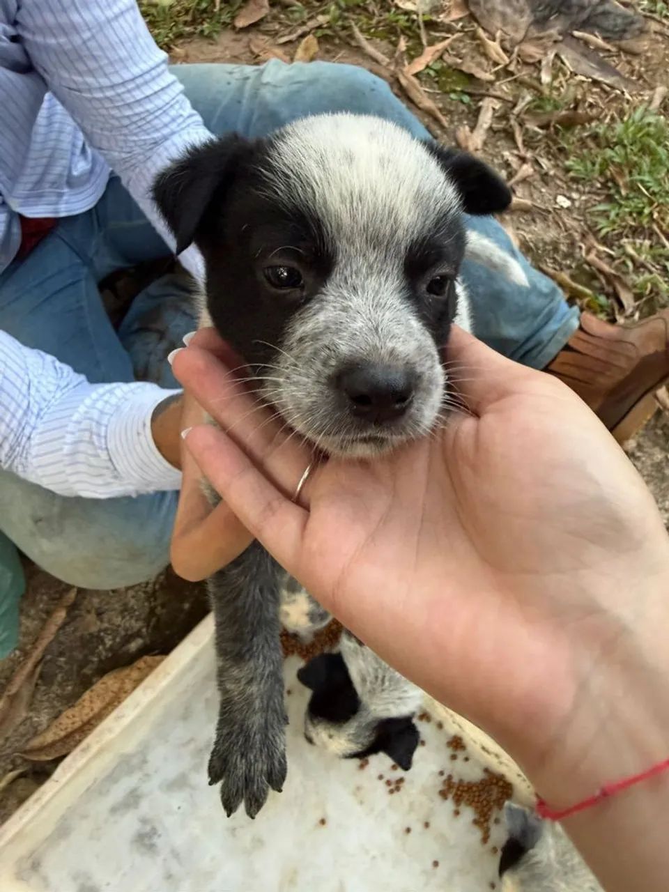 Boiadeiro Australiano, Blue/Red Heeler  - Foto 4
