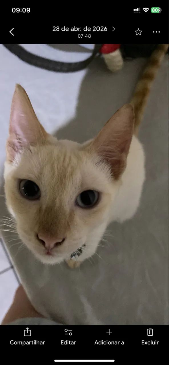 DOA-SE GATINHOS - Foto 4