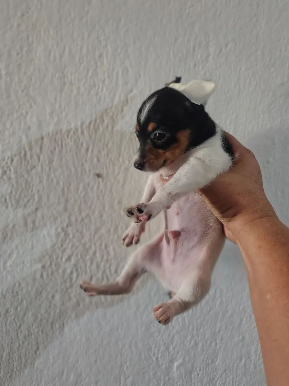 cachorro  - Foto 2