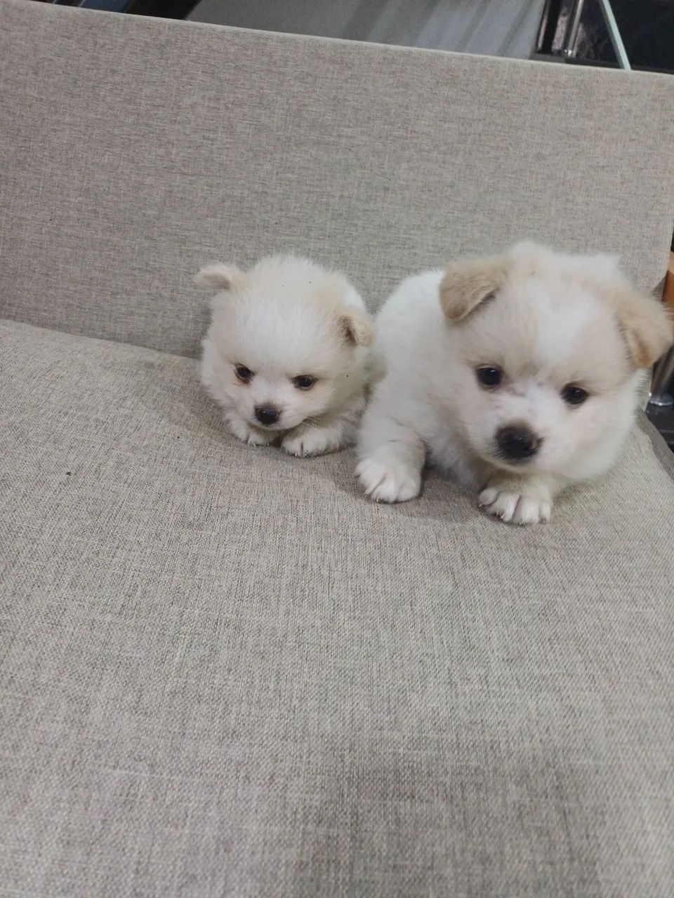SPITZ ALEMÃO ANÃO  - Foto 2