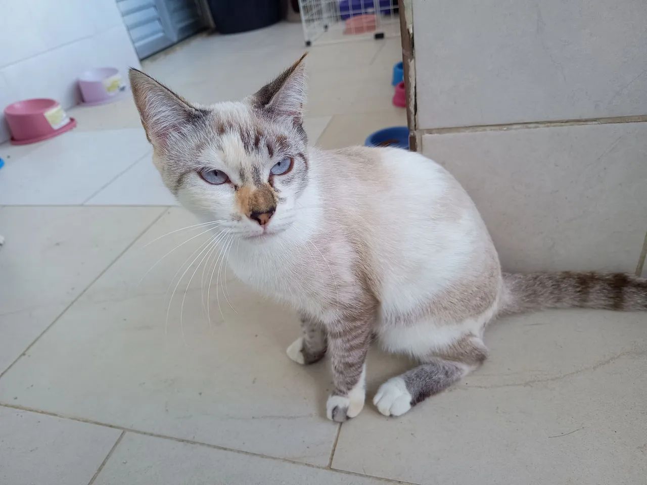 Adoção de animais 