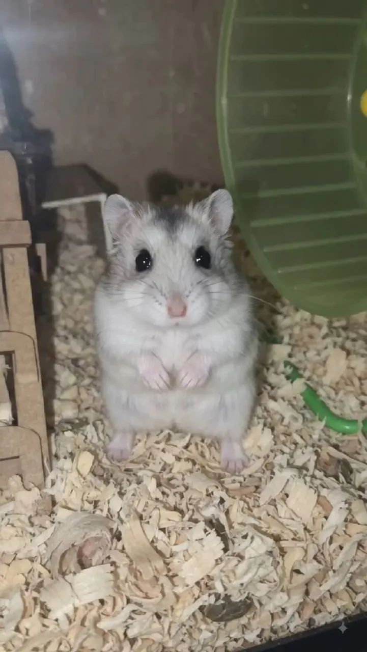 Hamster ? anão  - Foto 4