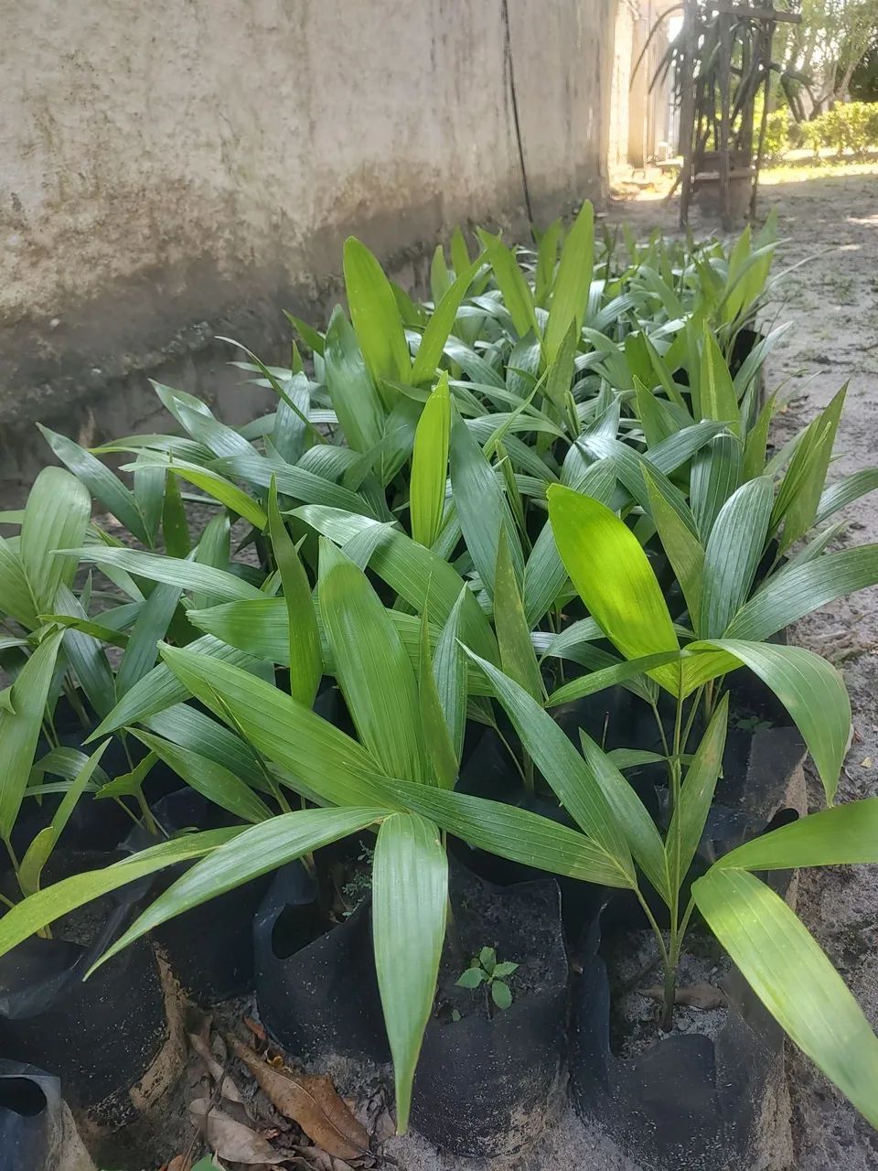 Palmeiras imperial ( mudas )