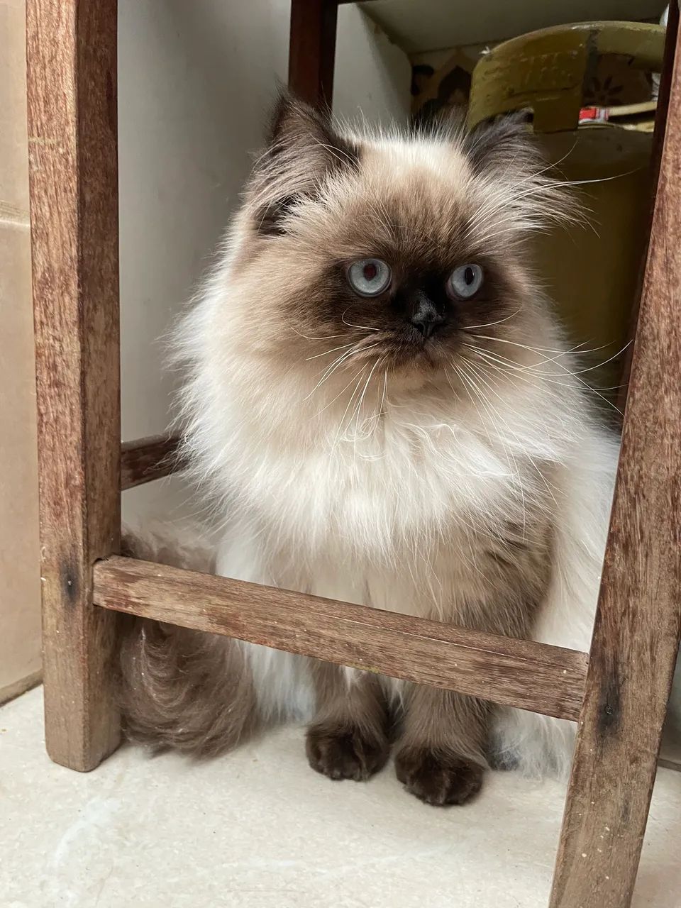 Gato persa - Foto 2