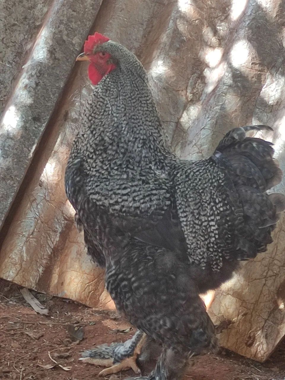Galo raça Brahma  - Foto 5