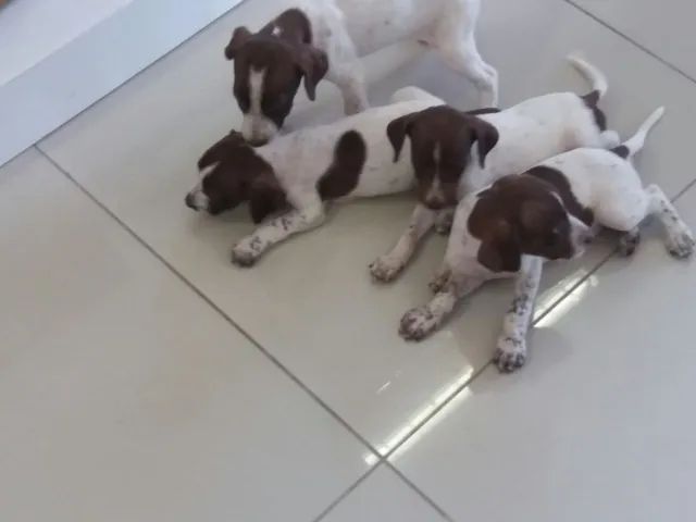 PERDIGUEIRO OTIMOS PARA CAÇA  - Foto 3