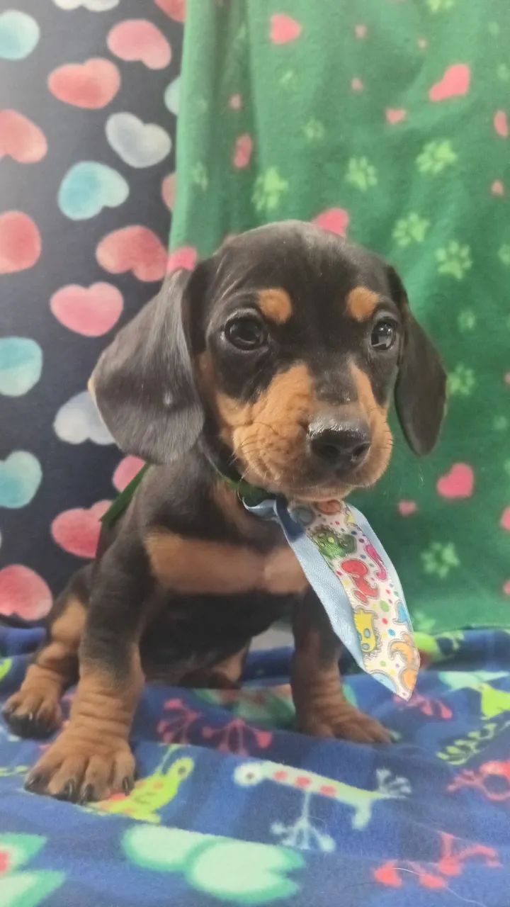 Basset macho  - Foto 2