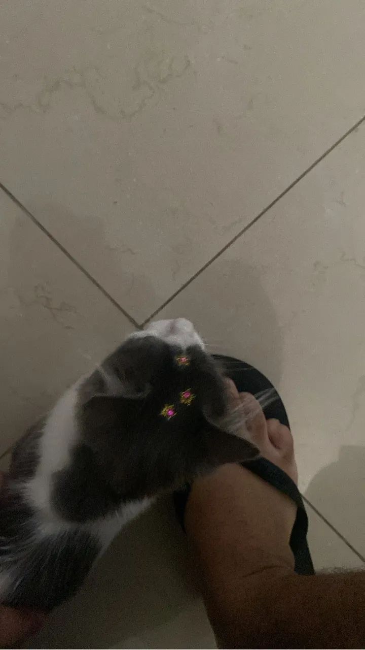 gata 5 meses