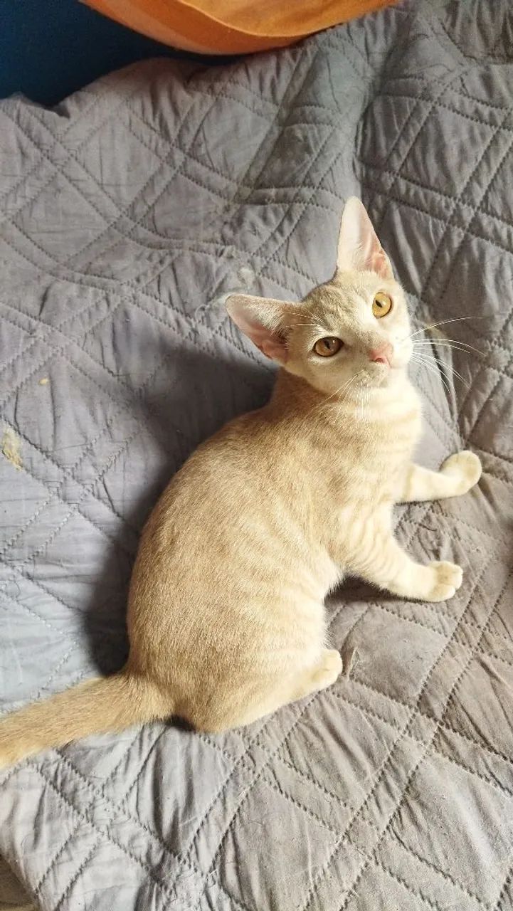 Adoção Pet - Foto 2