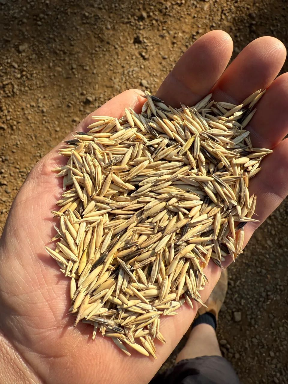 Semente Aveia ucraniana limpa  1,80 o kg