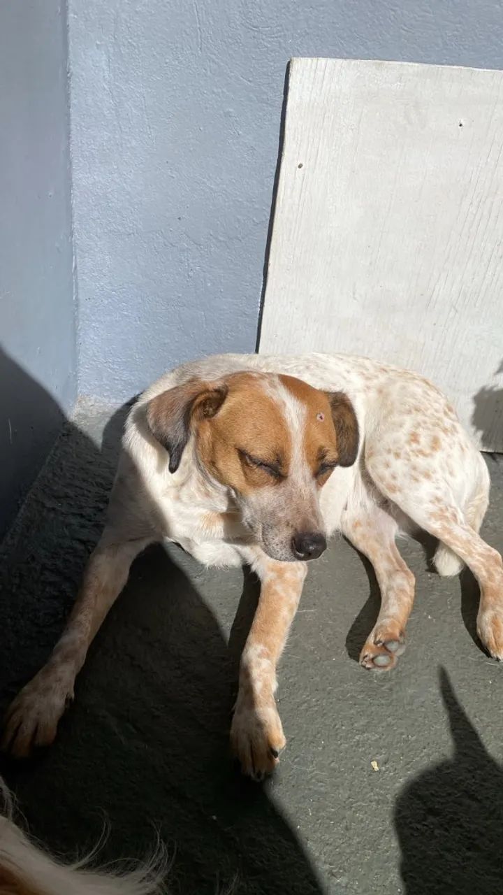 Doa-se Cachorro Fêmea - Foto 4