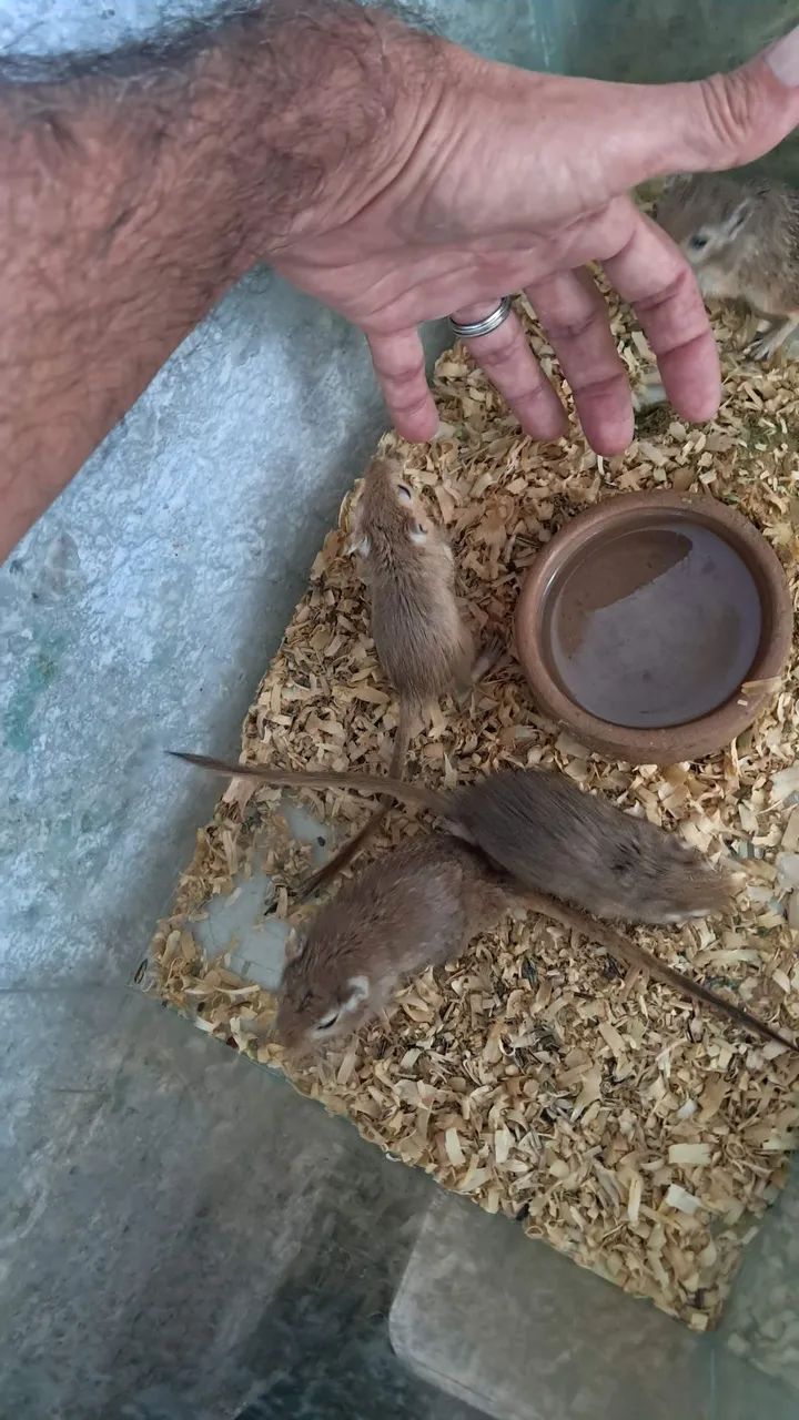 Gerbils Filhotes - Foto 5
