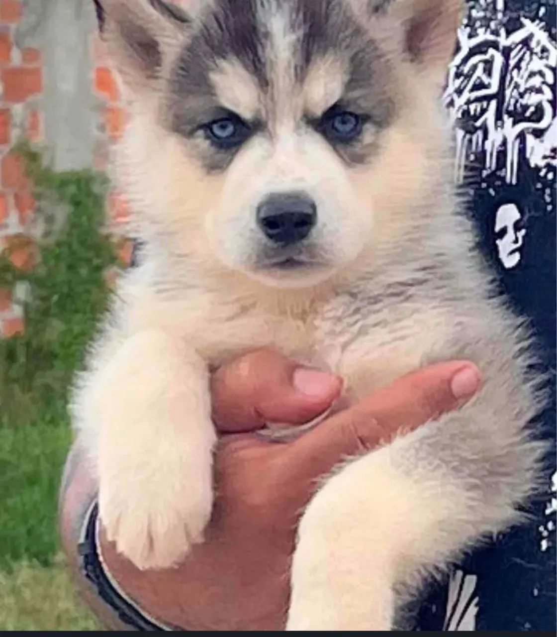 Filhotes de Husky Siberiano  - Foto 3