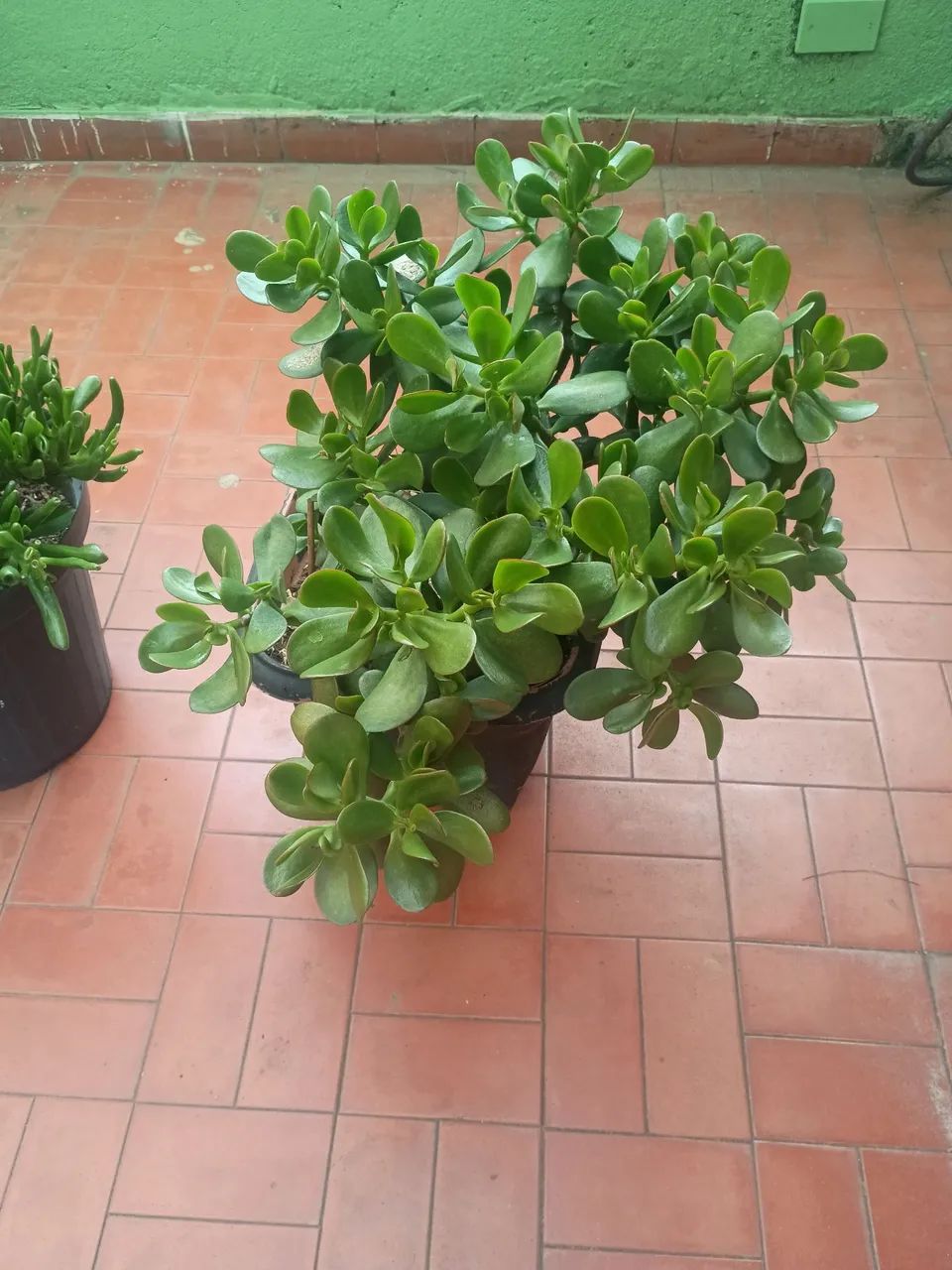 Plantas  - Foto 3