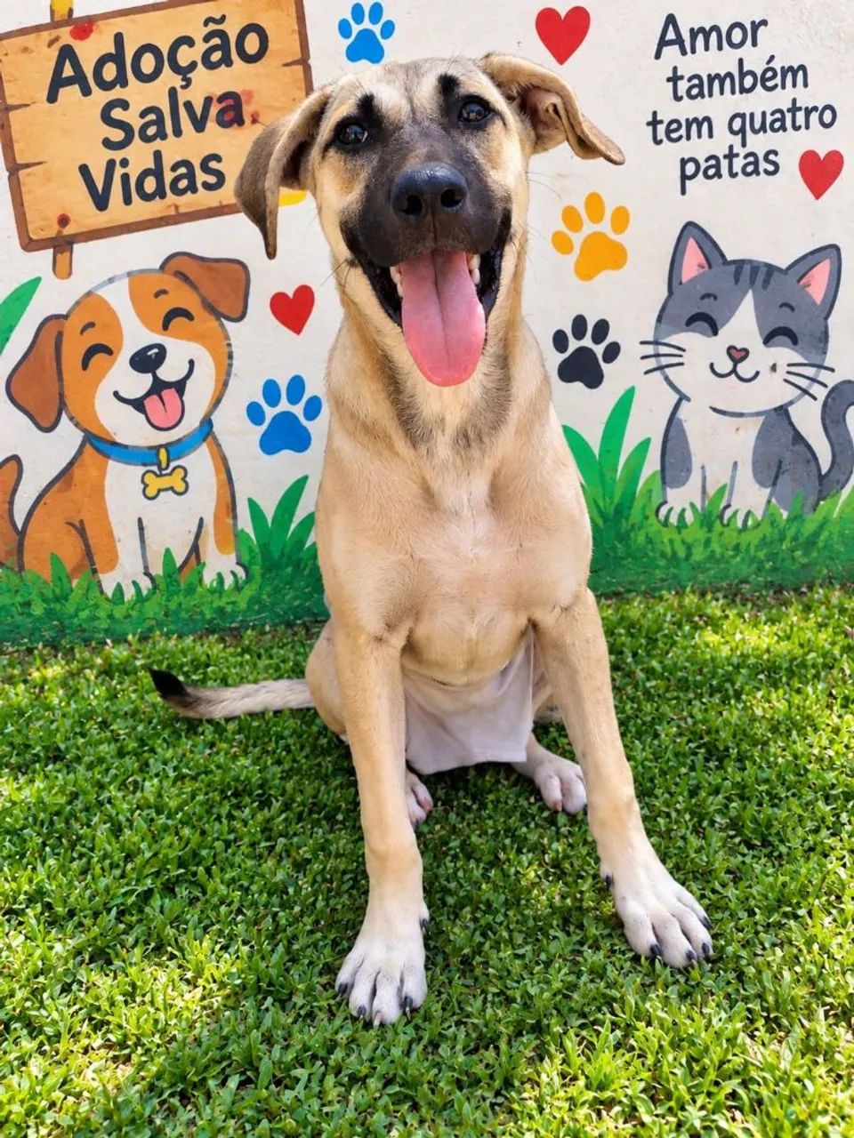 ADOÇÃO VILAVELHA  - Foto 2