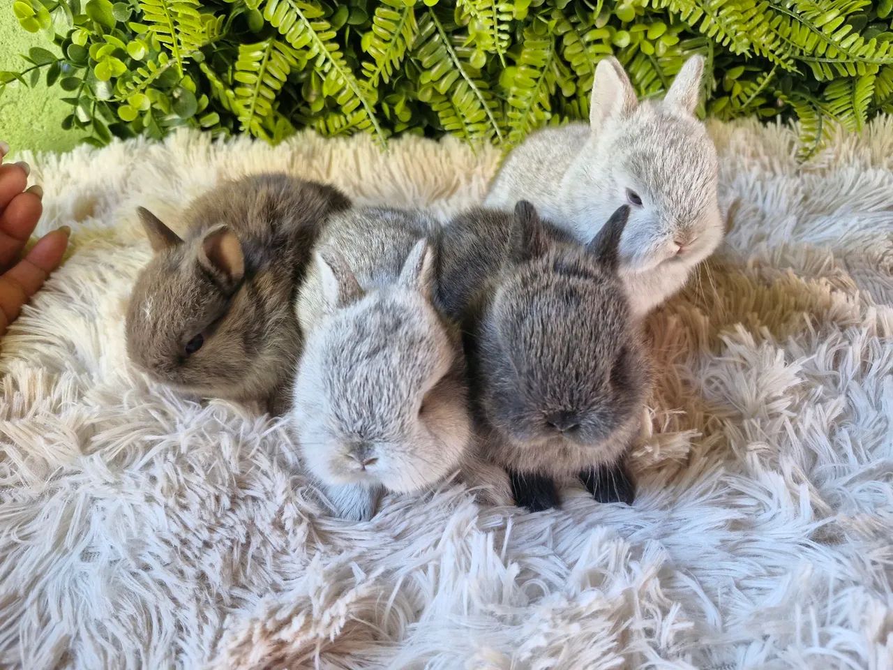 Mini coelhos  - Foto 3