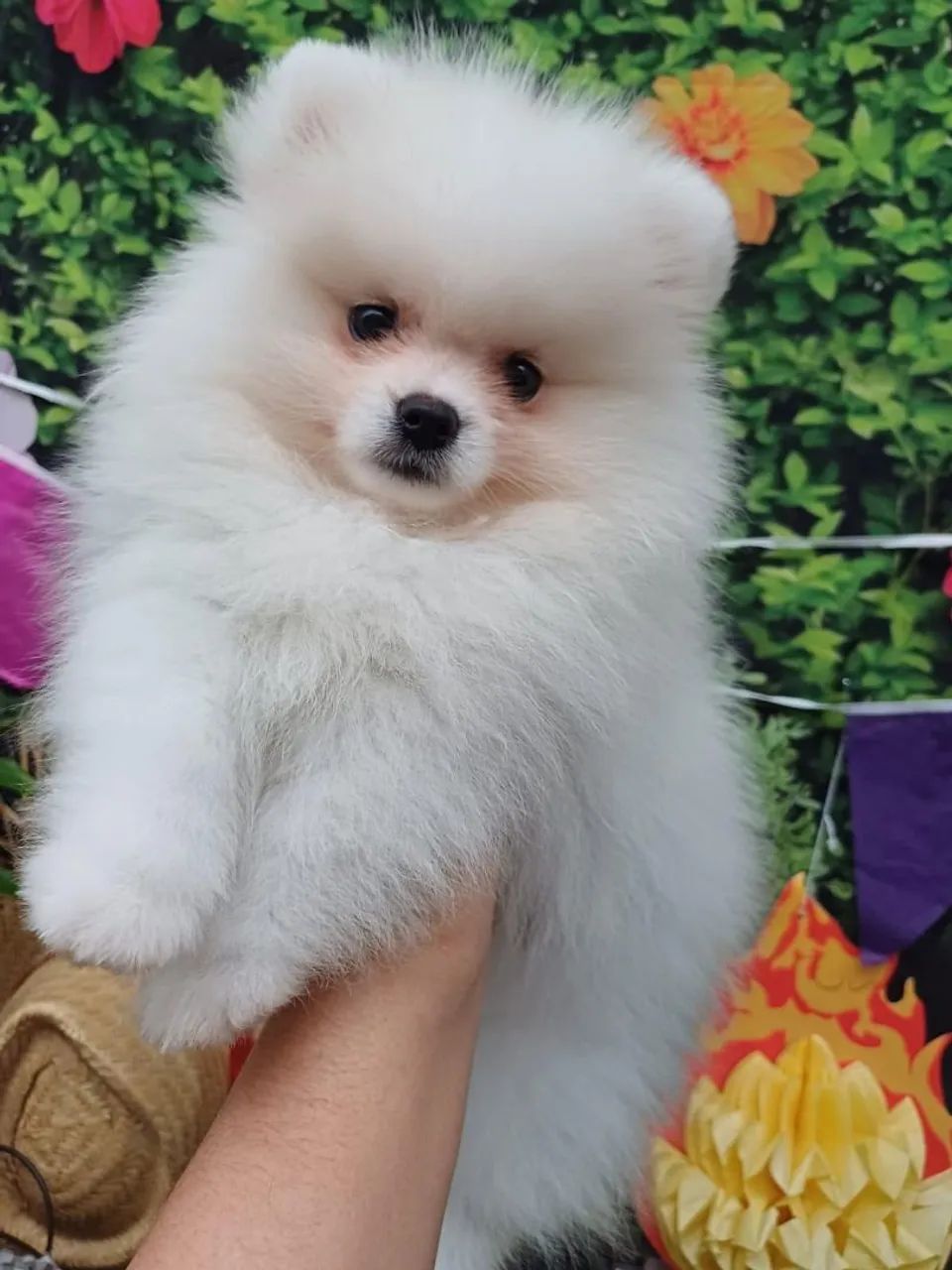 Spitz alemão macho anão ursinho  valor 2900.00 - Foto 3
