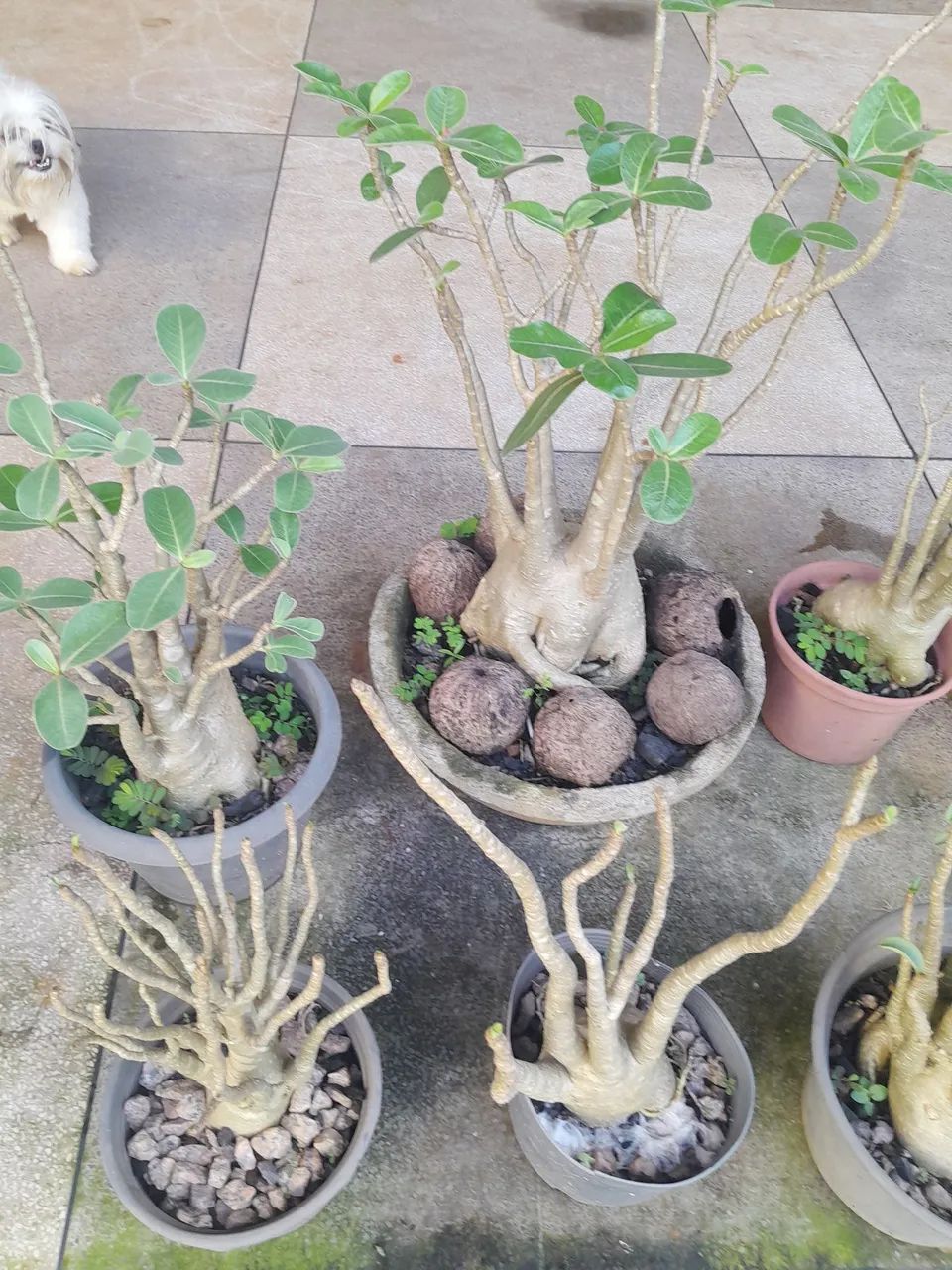 Vendo sementes de  Rosa do deserto ARABICUM ABSUM  - Foto 4