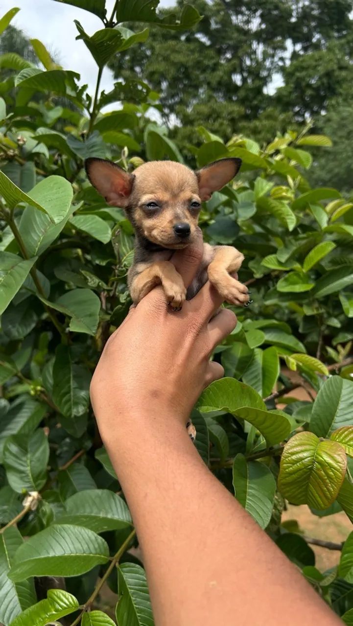 Pinscher  - Foto 3