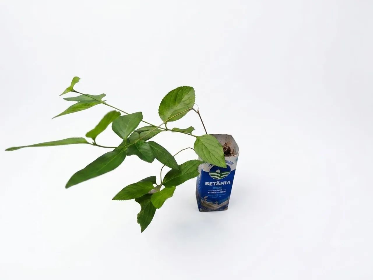 Muda de Mutre (Melífera) - Foto 2