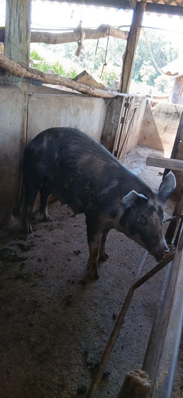 Porca mestiça de pietran - Foto 2