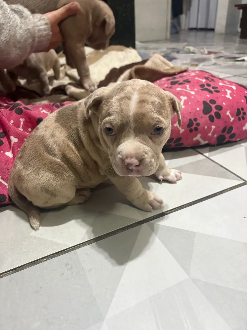 Cachorro - Foto 5