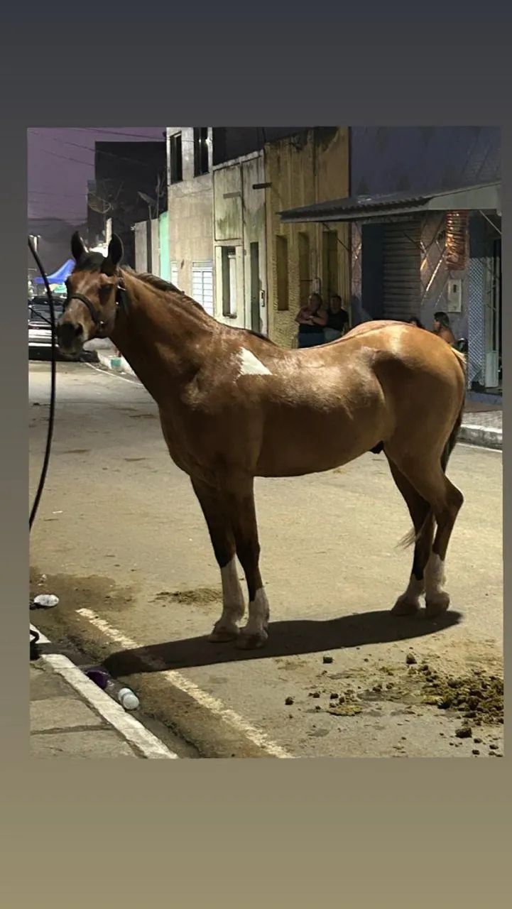Cavalo - Foto 2