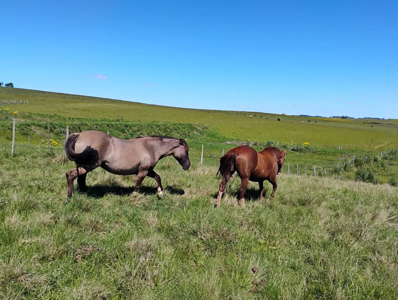 Éguas crioulas prenhas  - Foto 6
