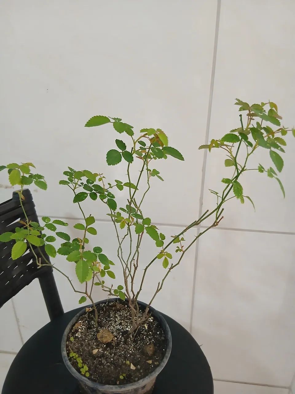 Mini rosas brancas 