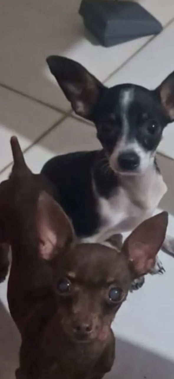 Pinscher macho 