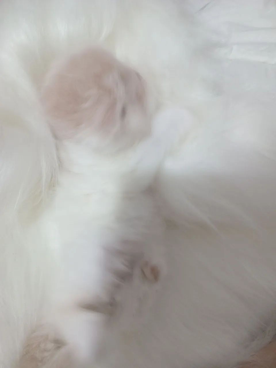 Gato persa macho - Foto 3