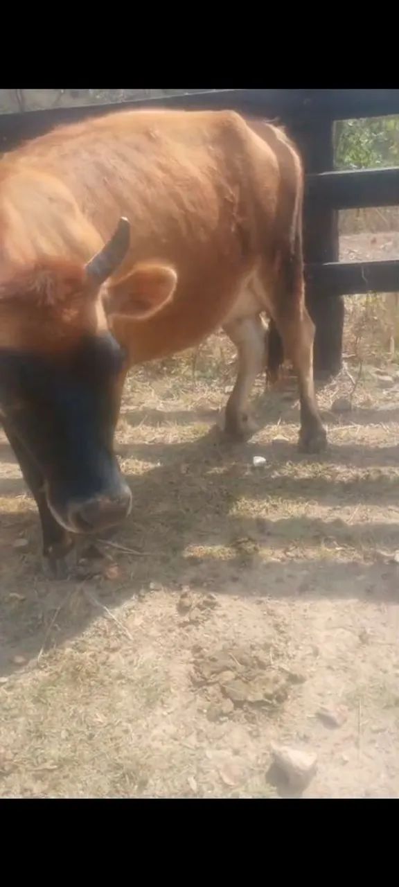 Vaca jersey  - Foto 4