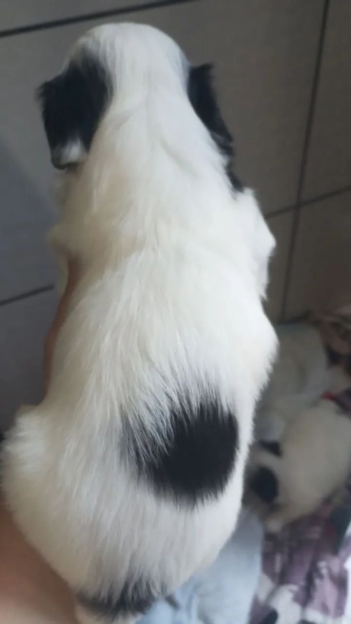 Cachorro  - Foto 2