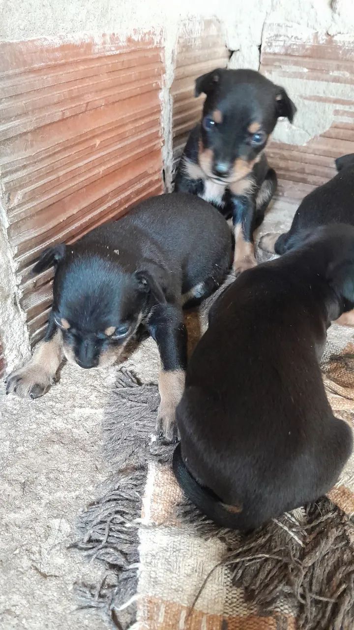 Cachorro pincher 1