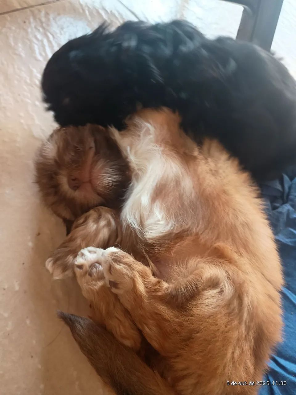 2 lindo machinho  - Foto 3